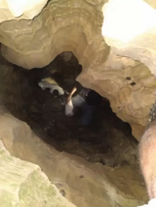 Illustration de l'article : Vidéo : après avoir passé 2 semaines coincé dans une grotte de 9 mètres de profondeur, ce chien retrouve enfin ses propriétaires