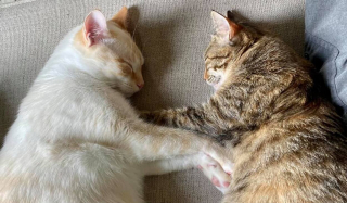Illustration de l'article : Des adolescents malveillants font vivre l’enfer à un chat et finissent par le coller sur une planche, avant de le jeter sur l’autoroute