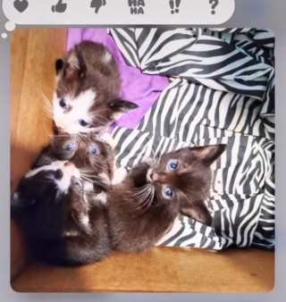 Illustration de l'article : La vidéo virale d’un homme endormi avec 2 chatons, alors qu’il était réticent à l’idée de les accueillir (vidéo)