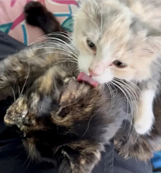 Illustration de l'article : Un chaton errant gratte la vitre d’une maison pour avoir de l'aide, jusqu’à se faire remarquer