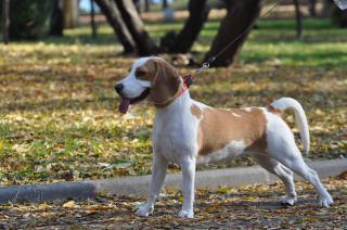 Illustration de l'article : 10 attitudes témoignant de la totale confiance de votre chien à votre égard