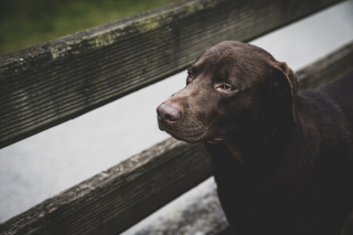 Illustration de l'article : 10 attitudes témoignant de la totale confiance de votre chien à votre égard