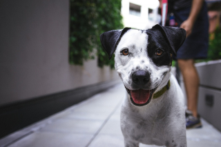 Illustration de l'article : 10 attitudes témoignant de la totale confiance de votre chien à votre égard
