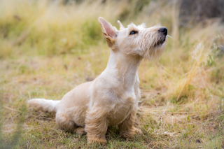 Illustration de l'article : 10 attitudes témoignant de la totale confiance de votre chien à votre égard