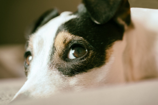 Illustration de l'article : 10 attitudes témoignant de la totale confiance de votre chien à votre égard