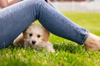 Illustration de l'article : 10 attitudes témoignant de la totale confiance de votre chien à votre égard
