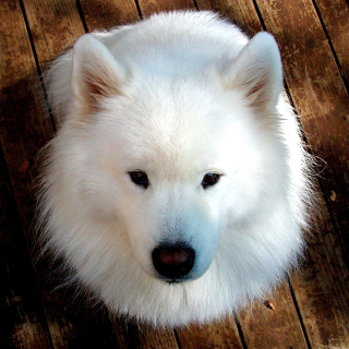 Illustration de l'article : 10 attitudes témoignant de la totale confiance de votre chien à votre égard