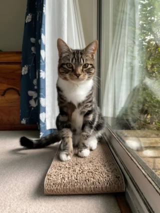 Illustration de l'article : "En 15 ans de carrière, je n’ai jamais rien vu de tel" : l'intervention complexe des vétérinaires pour sauver la vie d'un chat transpercé