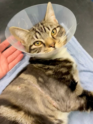 Illustration de l'article : "En 15 ans de carrière, je n’ai jamais rien vu de tel" : l'intervention complexe des vétérinaires pour sauver la vie d'un chat transpercé