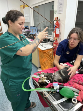 Illustration de l'article : "En 15 ans de carrière, je n’ai jamais rien vu de tel" : l'intervention complexe des vétérinaires pour sauver la vie d'un chat transpercé