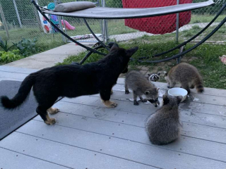 Illustration de l'article : Vidéo : Ce chien ne dit jamais non à une partie de cache-cache avec ses amis ratons laveurs