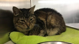 Illustration de l'article : Deux chats âgés retrouvés prisonniers d'une boîte scotchée : l'émouvante histoire de Ken et Deirdre