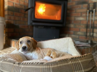 Illustration de l'article : Un propriétaire abandonne son chiot malade dans la jardinière d’un refuge en plein milieu de la nuit