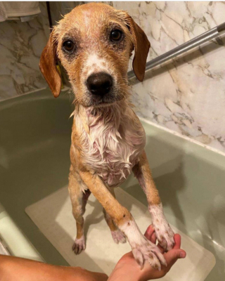 Illustration de l'article : Un propriétaire abandonne son chiot malade dans la jardinière d’un refuge en plein milieu de la nuit