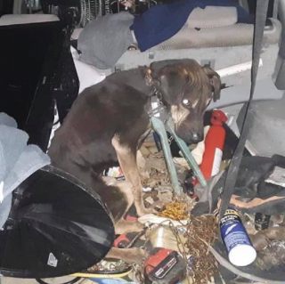 Illustration de l'article : Ce chien abandonné avec une chaîne enfoncée dans la peau de son cou a été sauvé et découvre enfin le bonheur