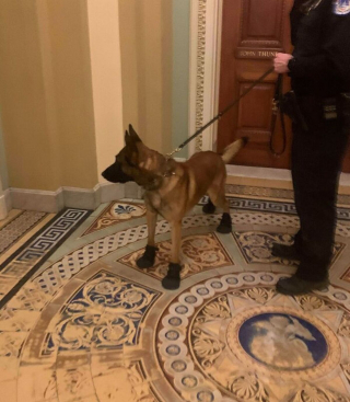 Illustration de l'article : 20 photos inspirantes de chiens qui s'investissent corps et âme dans leur travail