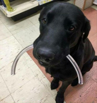 Illustration de l'article : 20 photos inspirantes de chiens qui s'investissent corps et âme dans leur travail