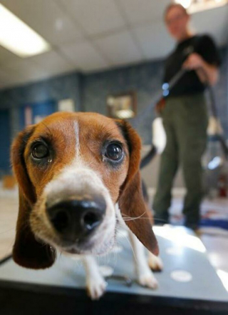 Illustration de l'article : 20 photos inspirantes de chiens qui s'investissent corps et âme dans leur travail