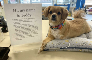 Illustration de l'article : 20 photos inspirantes de chiens qui s'investissent corps et âme dans leur travail