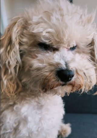 Illustration de l'article : Ce Bichon n'a toujours pas digéré la dispute qu'il a eue avec son frère et tient à le lui faire savoir (vidéo)