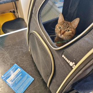 Illustration de l'article : Nala est en passe de devenir le chat qui a visité le plus de pays au monde