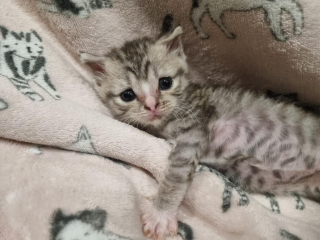 Illustration de l'article : Seule survivante de sa portée, cette chatonne aux yeux de biche s’est battue pour rester en vie