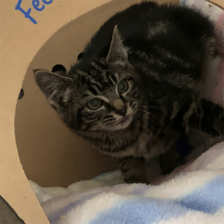 Illustration de l'article : Macy, une chatonne courageuse, a gardé une personnalité rayonnante malgré son amputation