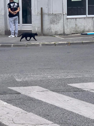 Illustration de l'article : La solidarité des habitants d’une commune française a permis de retrouver une chatte, disparue depuis 4 mois