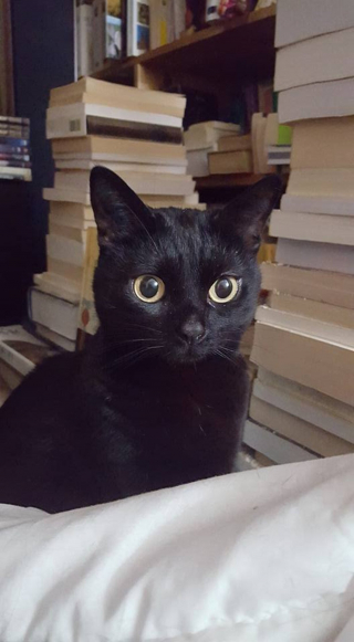 Illustration de l'article : La solidarité des habitants d’une commune française a permis de retrouver une chatte, disparue depuis 4 mois