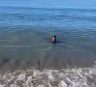 Illustration de l'article : L’amitié insolite entre un chien et un phoque, filmés en train de jouer à la balle (vidéo)