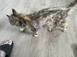 Illustration de l'article : L’histoire de cette chatte, abandonnée à 22 ans, a ému les bénévoles d’une association, qui souhaitent lui offrir la plus belle des retraites