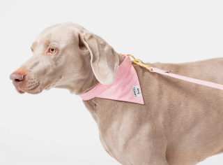 Illustration de l'article : Printemps 2023 : voici les 10 produits incontournables de la saison pour les animaux de compagnie !