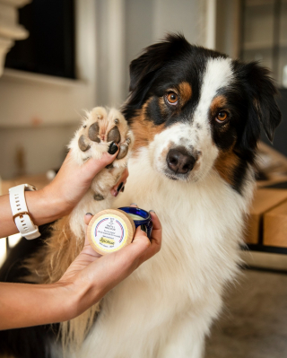 Illustration de l'article : Printemps 2023 : voici les 10 produits incontournables de la saison pour les animaux de compagnie !