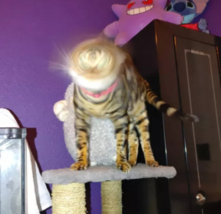 Illustration de l'article : 17 photos hilarantes de chats ayant décidé de vous gratifier de leurs plus belles grimaces