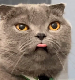 Illustration de l'article : 17 photos hilarantes de chats ayant décidé de vous gratifier de leurs plus belles grimaces