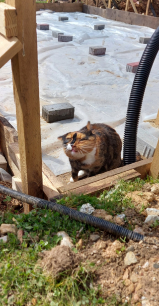 Illustration de l'article : 17 photos hilarantes de chats ayant décidé de vous gratifier de leurs plus belles grimaces