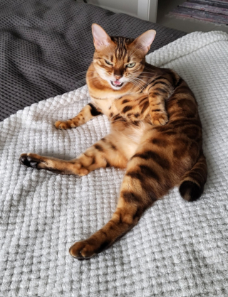 Illustration de l'article : 17 photos hilarantes de chats ayant décidé de vous gratifier de leurs plus belles grimaces