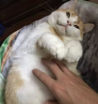 Illustration de l'article : 17 photos hilarantes de chats ayant décidé de vous gratifier de leurs plus belles grimaces