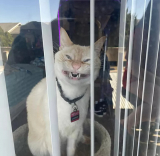 Illustration de l'article : 17 photos hilarantes de chats ayant décidé de vous gratifier de leurs plus belles grimaces