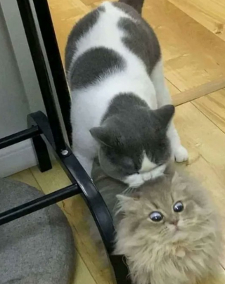 Illustration de l'article : 17 photos hilarantes de chats ayant décidé de vous gratifier de leurs plus belles grimaces