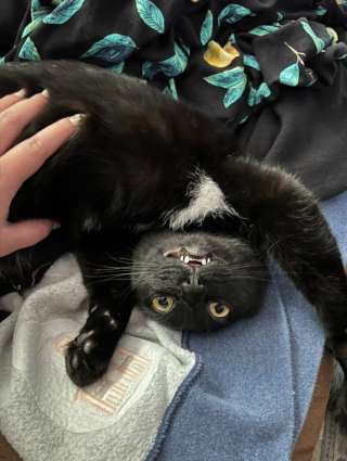 Illustration de l'article : 17 photos hilarantes de chats ayant décidé de vous gratifier de leurs plus belles grimaces