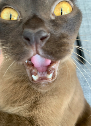 Illustration de l'article : 17 photos hilarantes de chats ayant décidé de vous gratifier de leurs plus belles grimaces