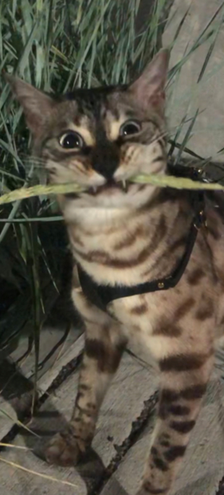 Illustration de l'article : 17 photos hilarantes de chats ayant décidé de vous gratifier de leurs plus belles grimaces