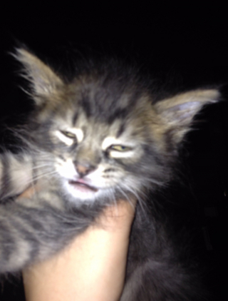 Illustration de l'article : 17 photos hilarantes de chats ayant décidé de vous gratifier de leurs plus belles grimaces