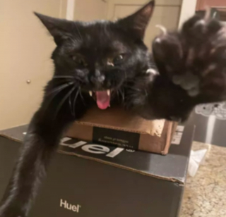 Illustration de l'article : 17 photos hilarantes de chats ayant décidé de vous gratifier de leurs plus belles grimaces