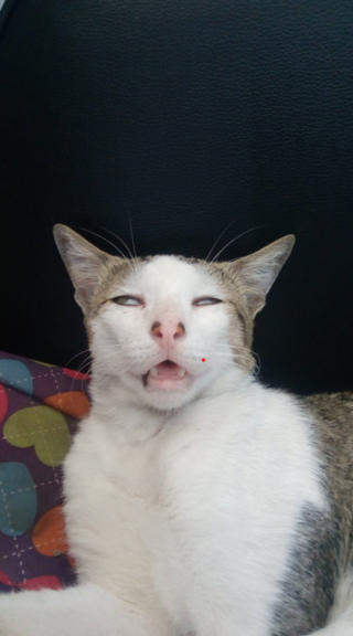 Illustration de l'article : 17 photos hilarantes de chats ayant décidé de vous gratifier de leurs plus belles grimaces