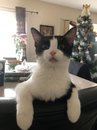 Illustration de l'article : 17 photos hilarantes de chats ayant décidé de vous gratifier de leurs plus belles grimaces