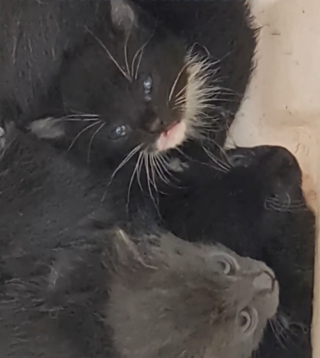 Illustration de l'article : Un ancien chien de refuge sauve la vie de 5 chatons jetés à la poubelle (vidéo)