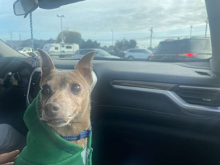 Illustration de l'article : Ce chien dont les dents ressemblent à des défenses cherche une famille qui l’aimera malgré sa différence 