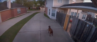 Illustration de l'article : Une chienne tente de s'échapper de la maison, mais une voix familière retentissant d'un haut parleur la rappelle à l'ordre (vidéo)
